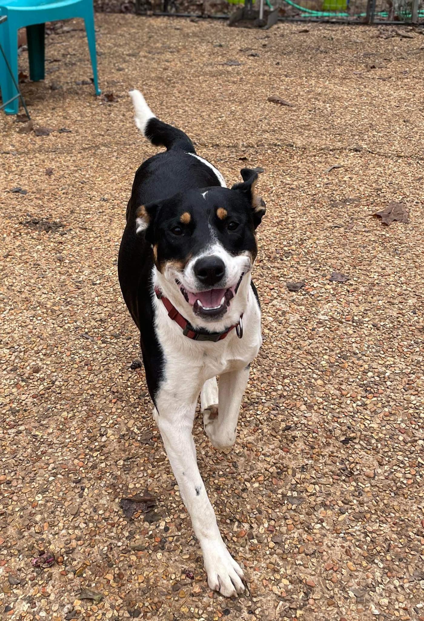 Enlarge Miss Poppy (20240321-02), a Adoptable mixed breed in Niagara on the Lake, ON image 3/6