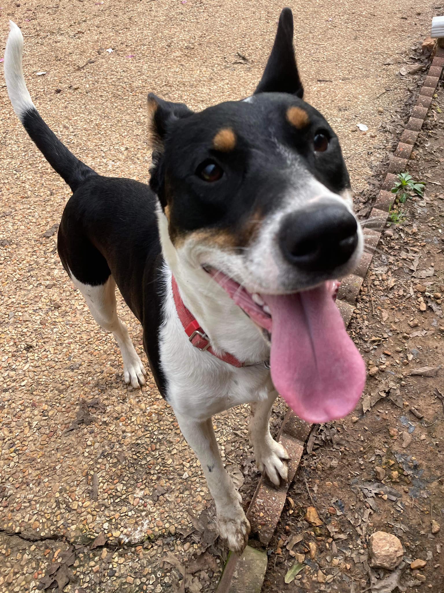 Enlarge Miss Poppy (20240321-02), a Adoptable mixed breed in Niagara on the Lake, ON image 4/6
