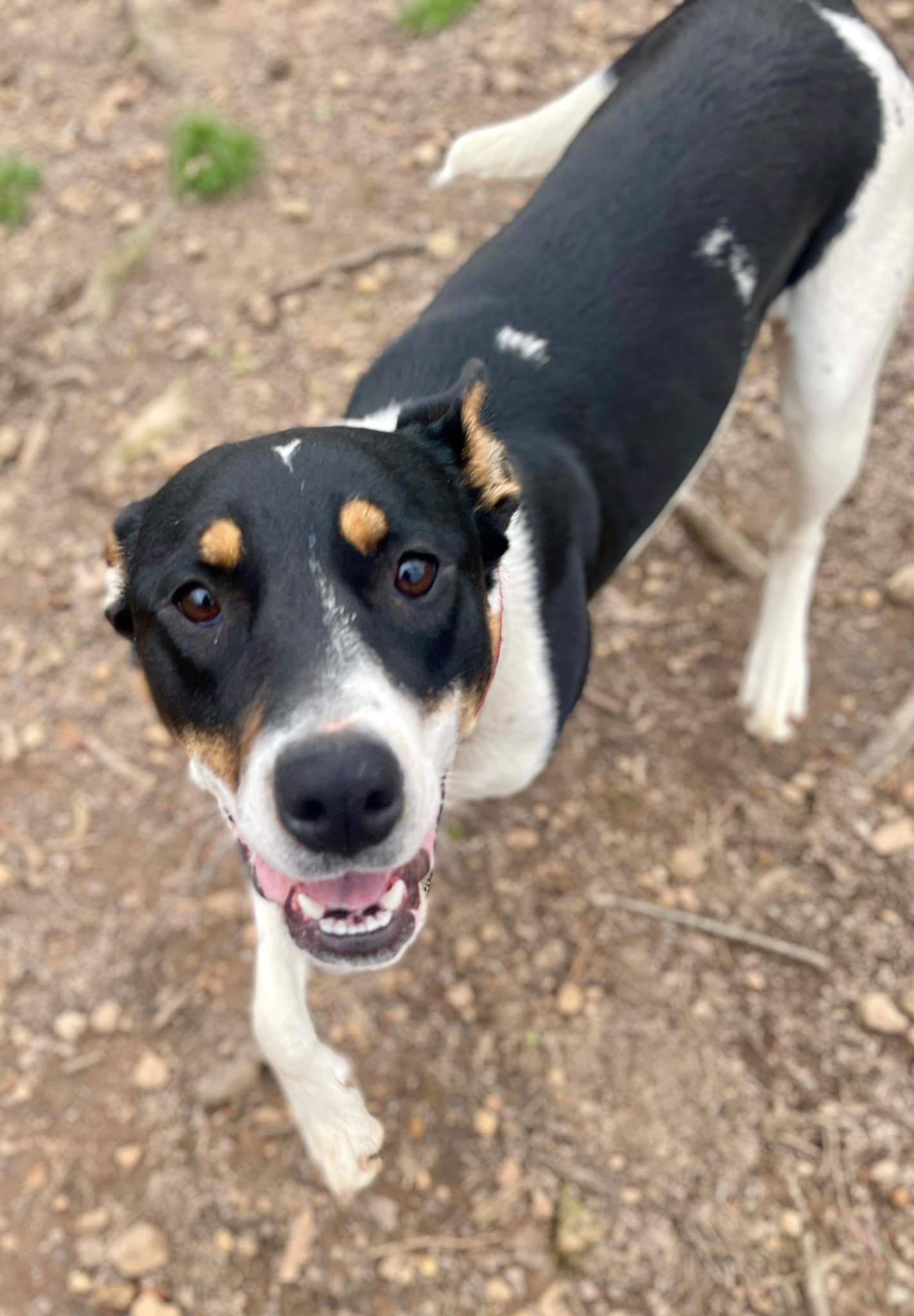 Enlarge Miss Poppy (20240321-02), a Adoptable mixed breed in Niagara on the Lake, ON image 1/6