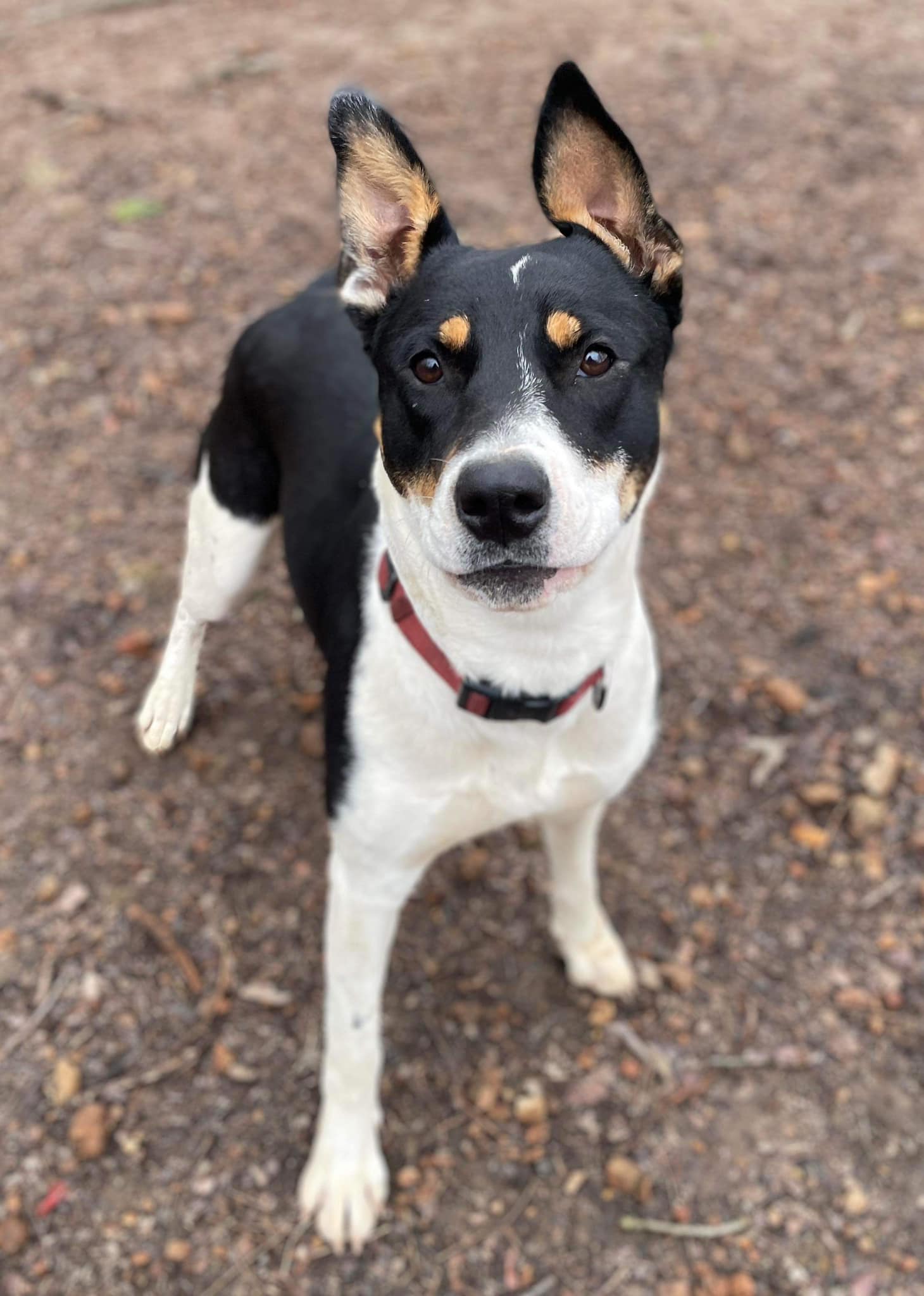 Enlarge Miss Poppy (20240321-02), a Adoptable mixed breed in Niagara on the Lake, ON image 2/6