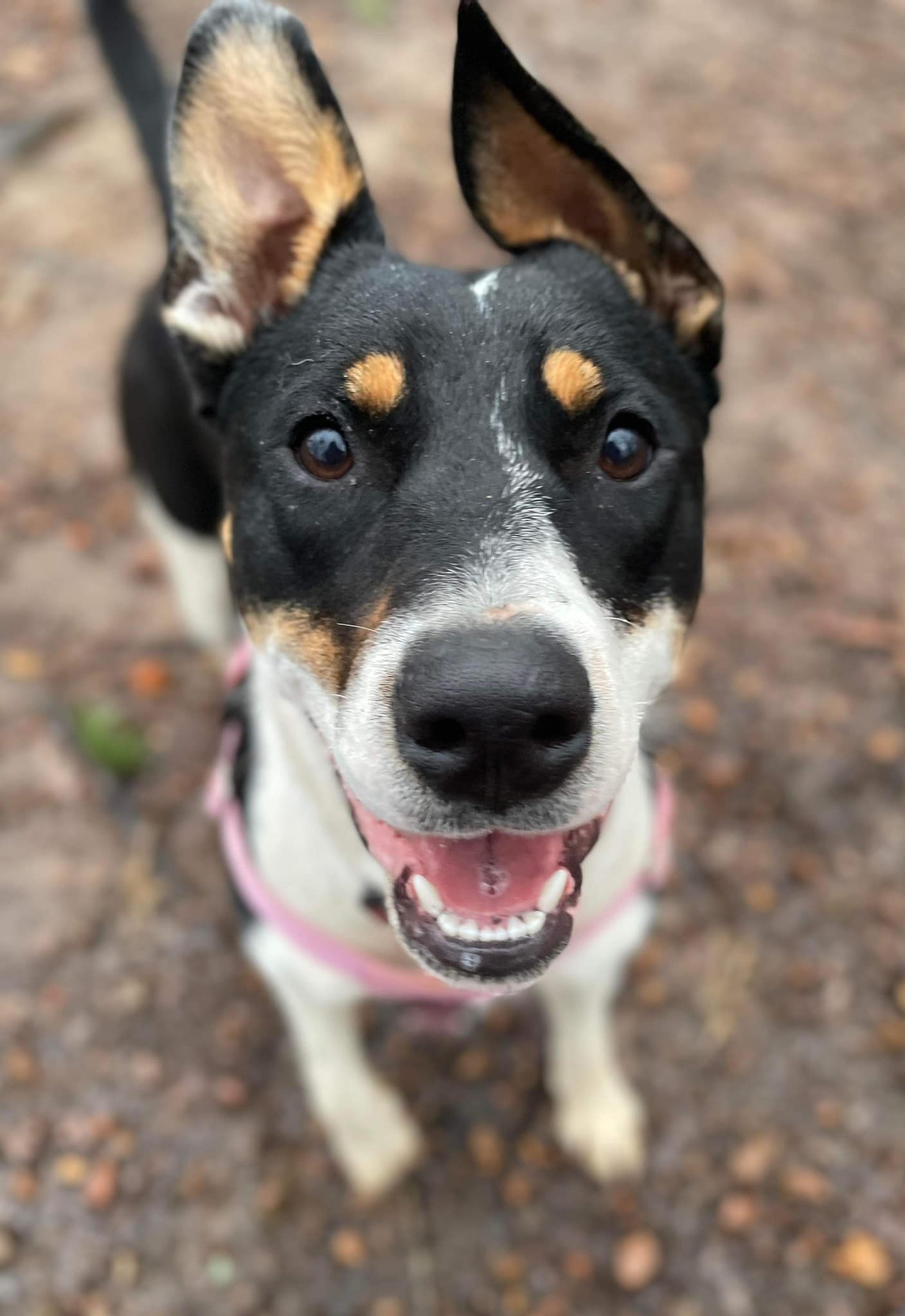 Enlarge Miss Poppy (20240321-02), a Adoptable mixed breed in Niagara on the Lake, ON image 6/6