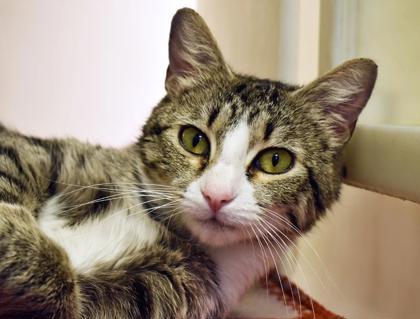 Enlarge Chessie 461-26, a Adoptable mixed breed in Cumming, GA image 1/2