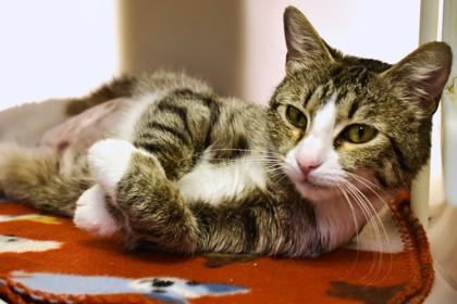 Enlarge Chessie 461-26, a Adoptable mixed breed in Cumming, GA image 2/2
