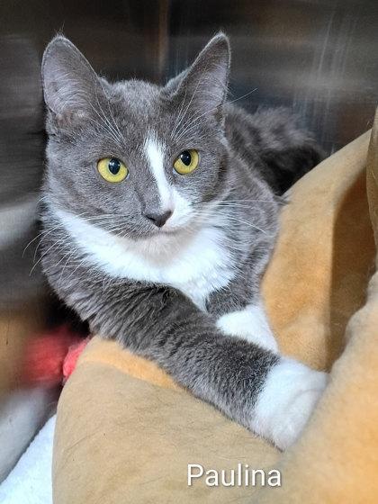 Enlarge Paulina, a Adoptable Domestic Short Hair in Rhinelander, WI image 1/1
