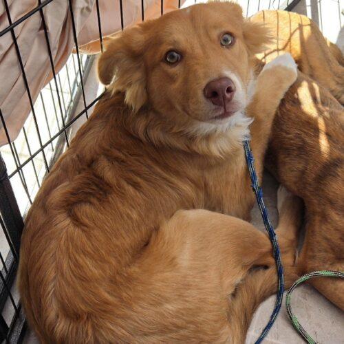 ZUMA, a Adoptable mixed breed in San Juan Capistrano, CA image 1/4