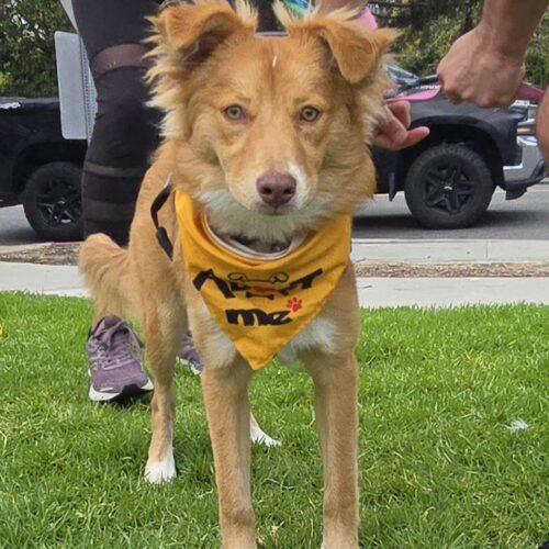ZUMA, a Adoptable mixed breed in San Juan Capistrano, CA image 2/4