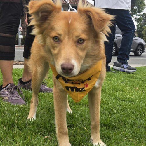 ZUMA, a Adoptable mixed breed in San Juan Capistrano, CA image 3/4