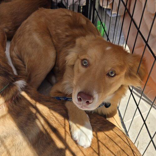 ZUMA, a Adoptable mixed breed in San Juan Capistrano, CA image 4/4