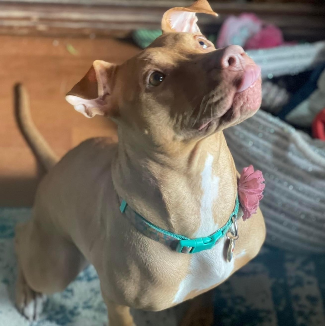 Wildflower , Adoptable, Young Female Bull Terrier & Pit Bull Terrier.