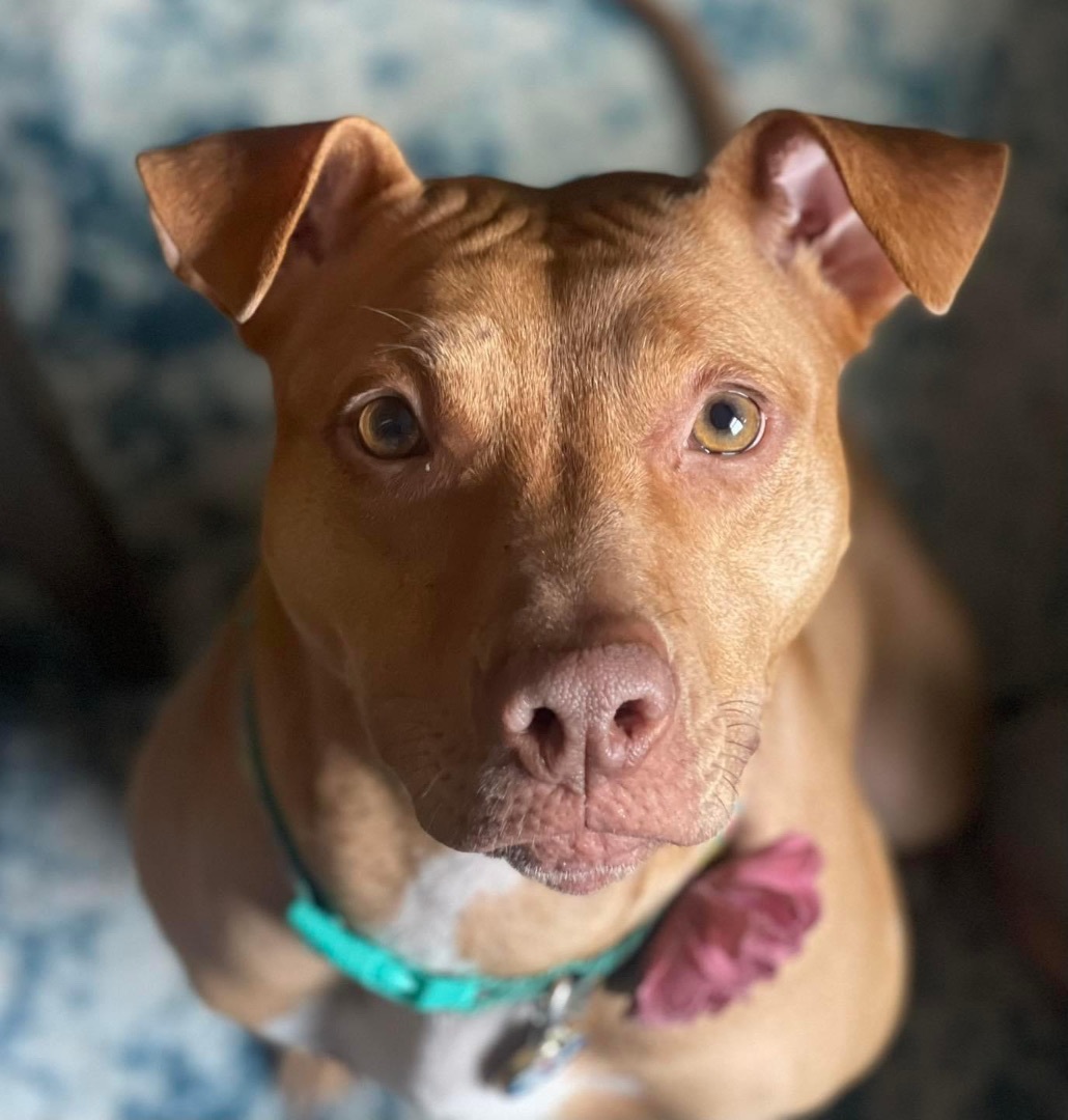 Wildflower , a Adoptable mixed breed in Manorville, NY image 2/3