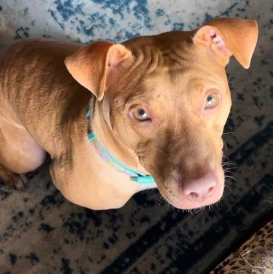 Wildflower , a Adoptable mixed breed in Manorville, NY image 3/3