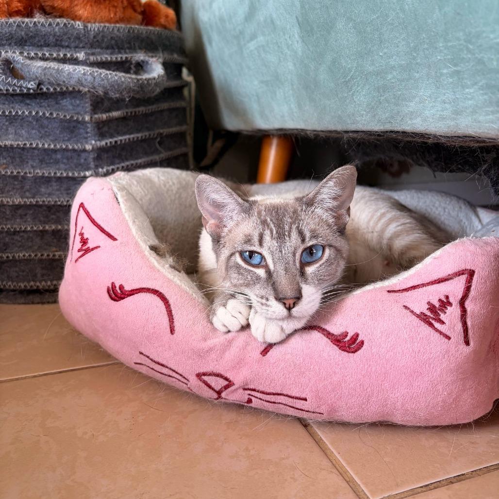 Milk, Adoptable, Young Female Siamese.