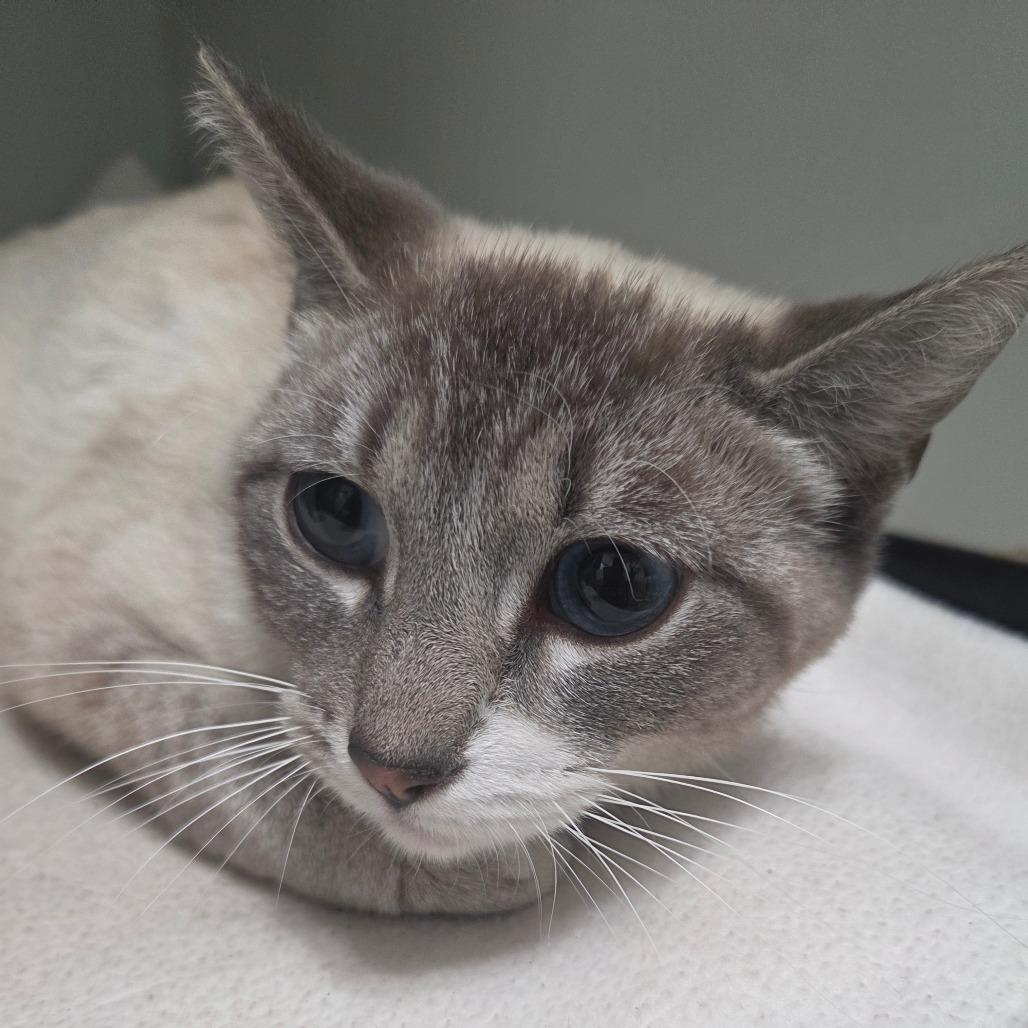 Enlarge Milk, a Adoptable Siamese in Brea, CA image 2/5