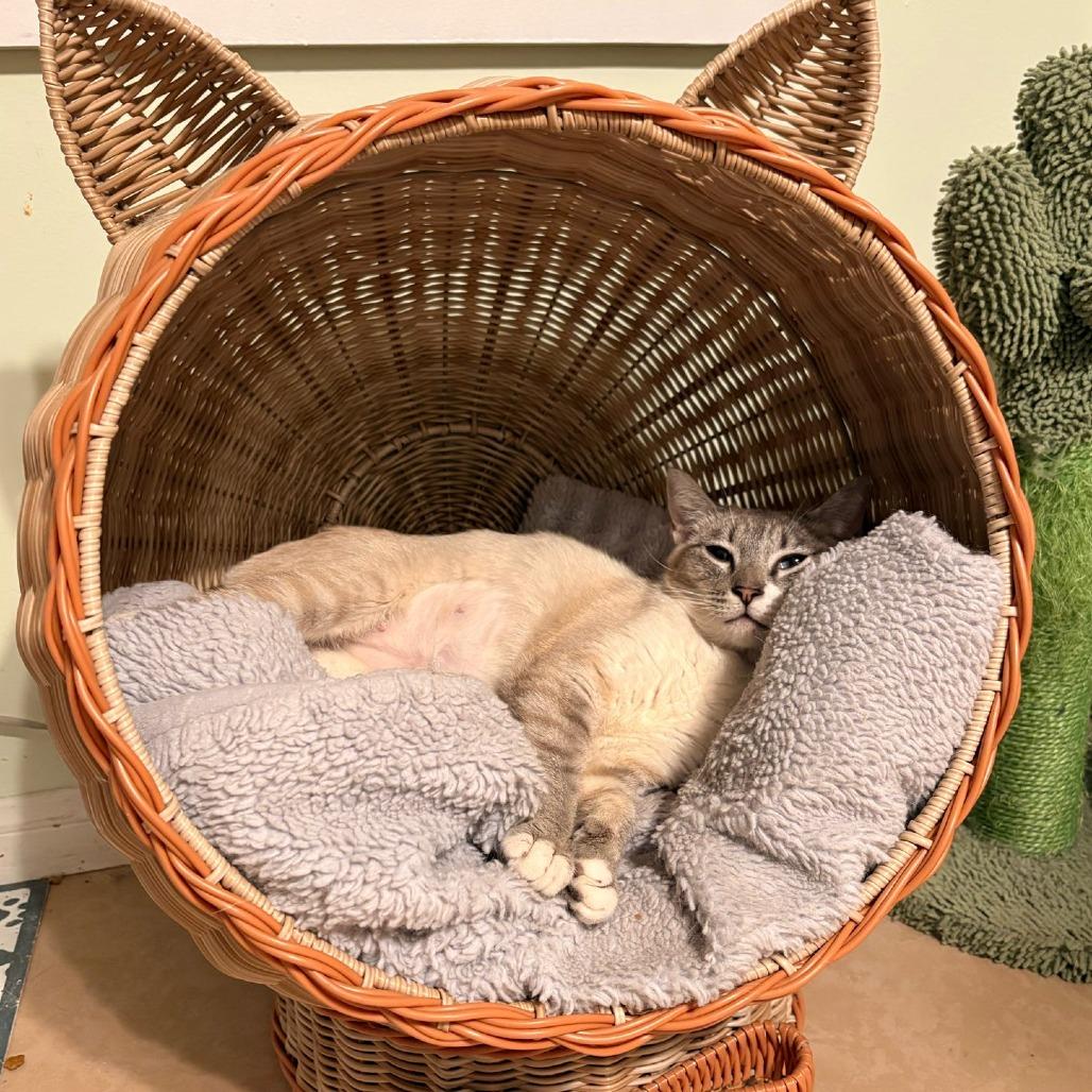 Enlarge Milk, a Adoptable Siamese in Brea, CA image 3/5