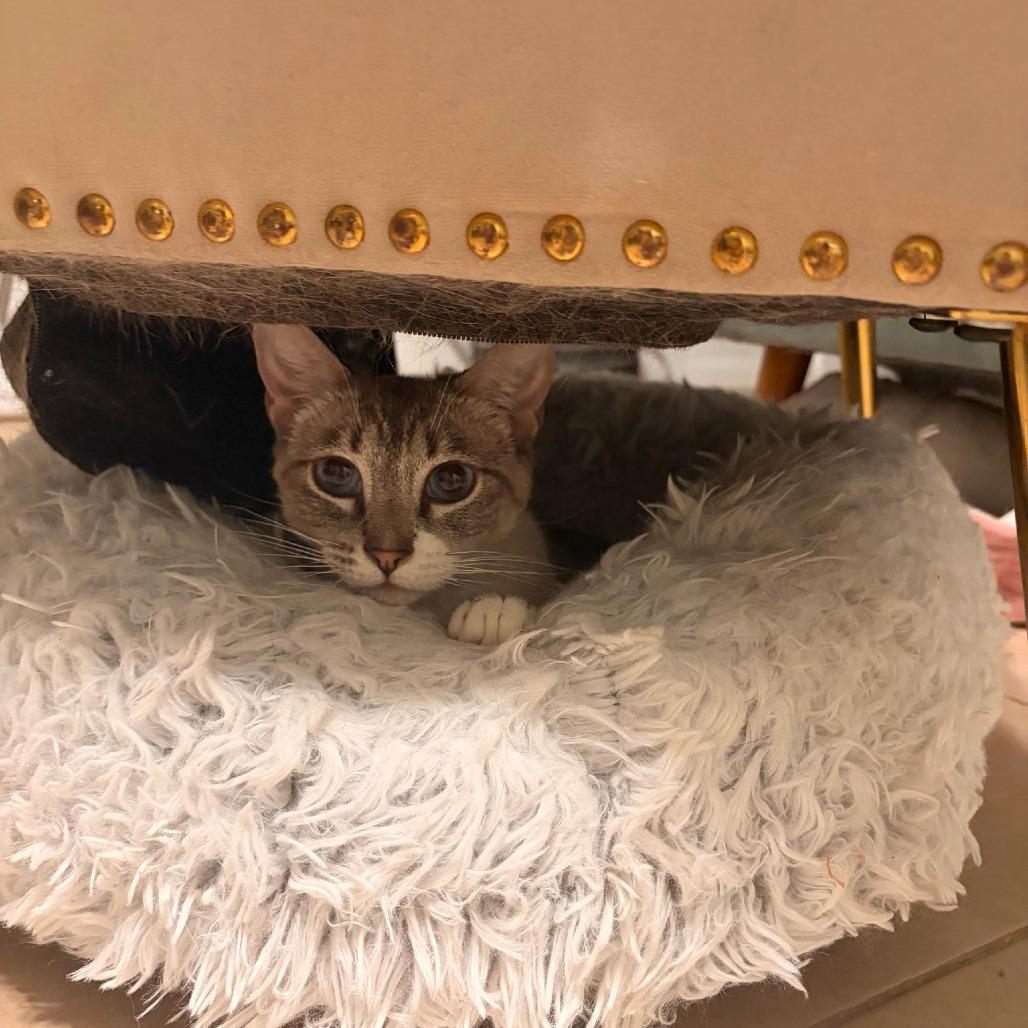 Enlarge Milk, a Adoptable Siamese in Brea, CA image 4/5