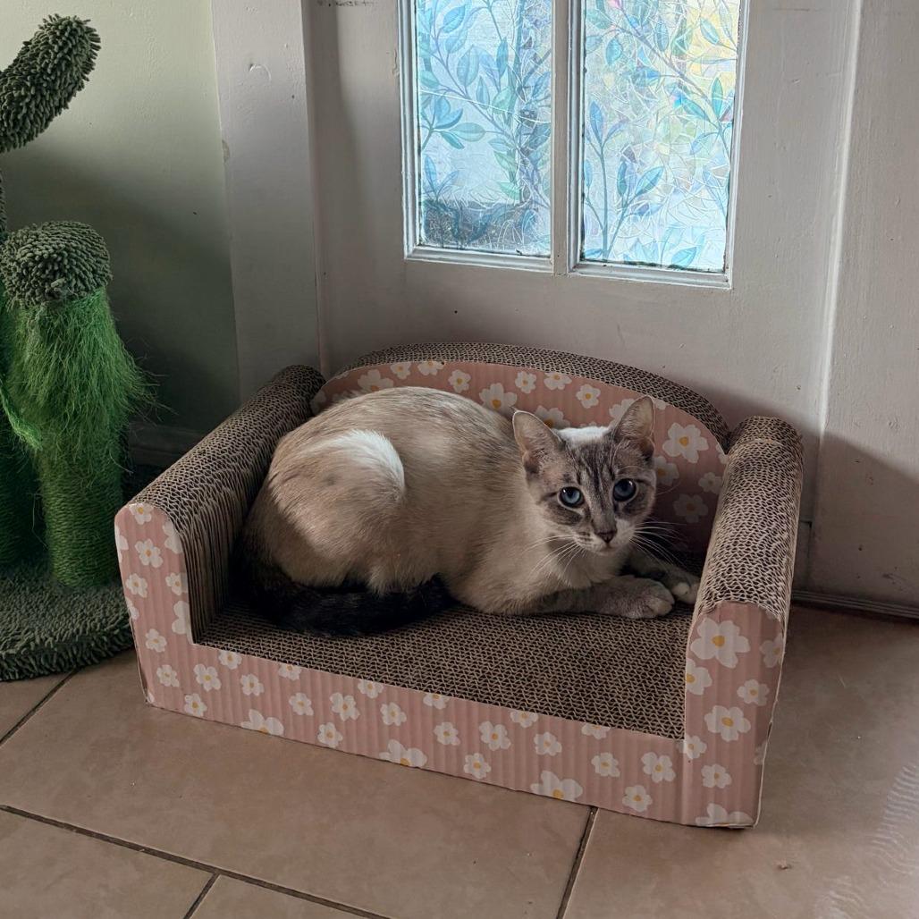 Enlarge Milk, a Adoptable Siamese in Brea, CA image 5/5
