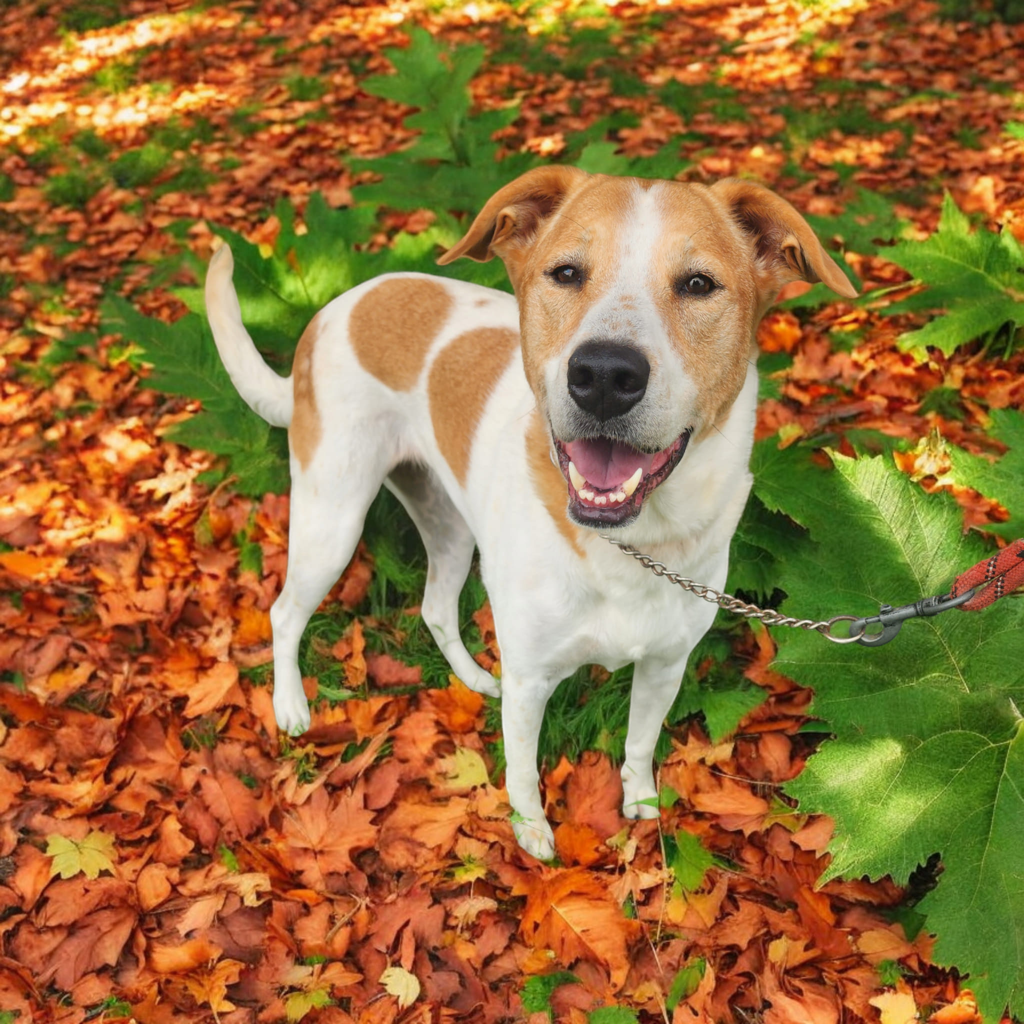 Enlarge Shiloh, a Adoptable mixed breed in Lorida, FL image 1/1