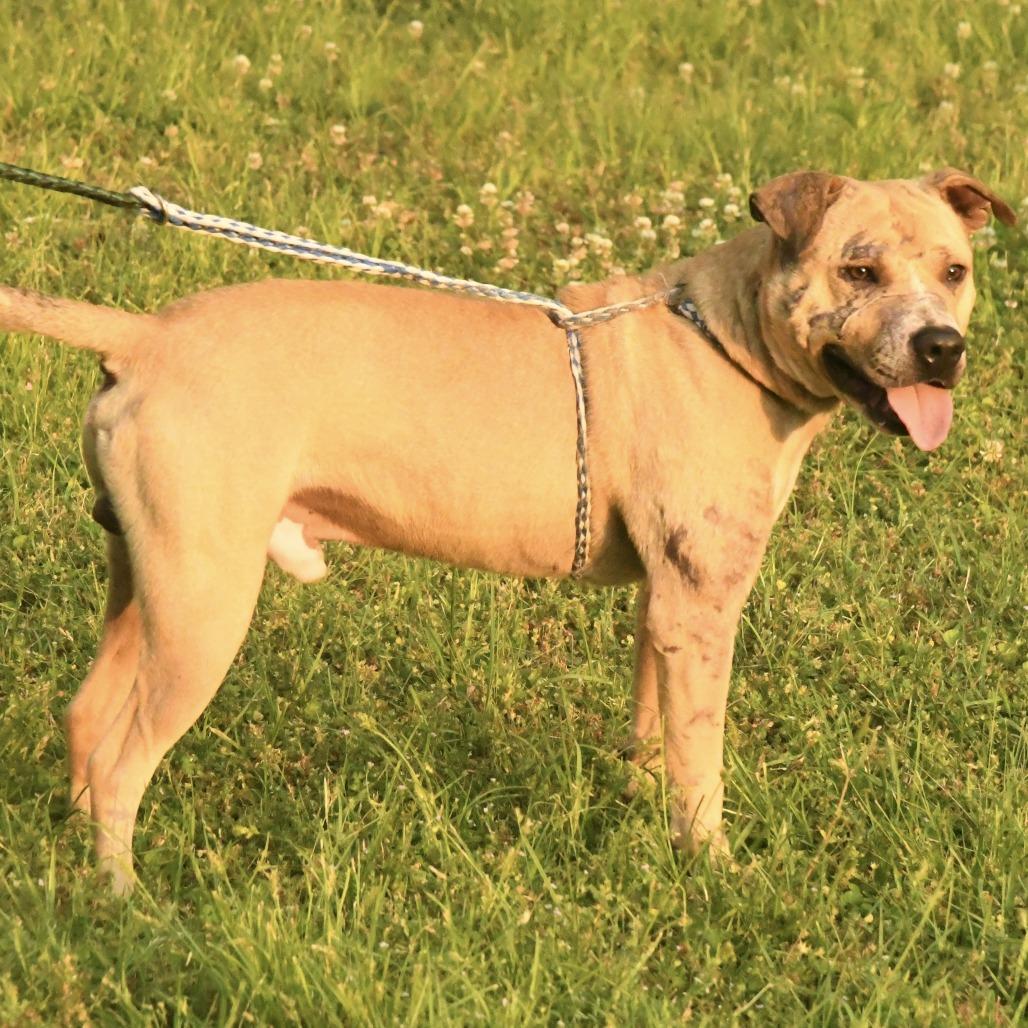 Enlarge Brandon, a Adoptable mixed breed in Natchez, MS image 1/3