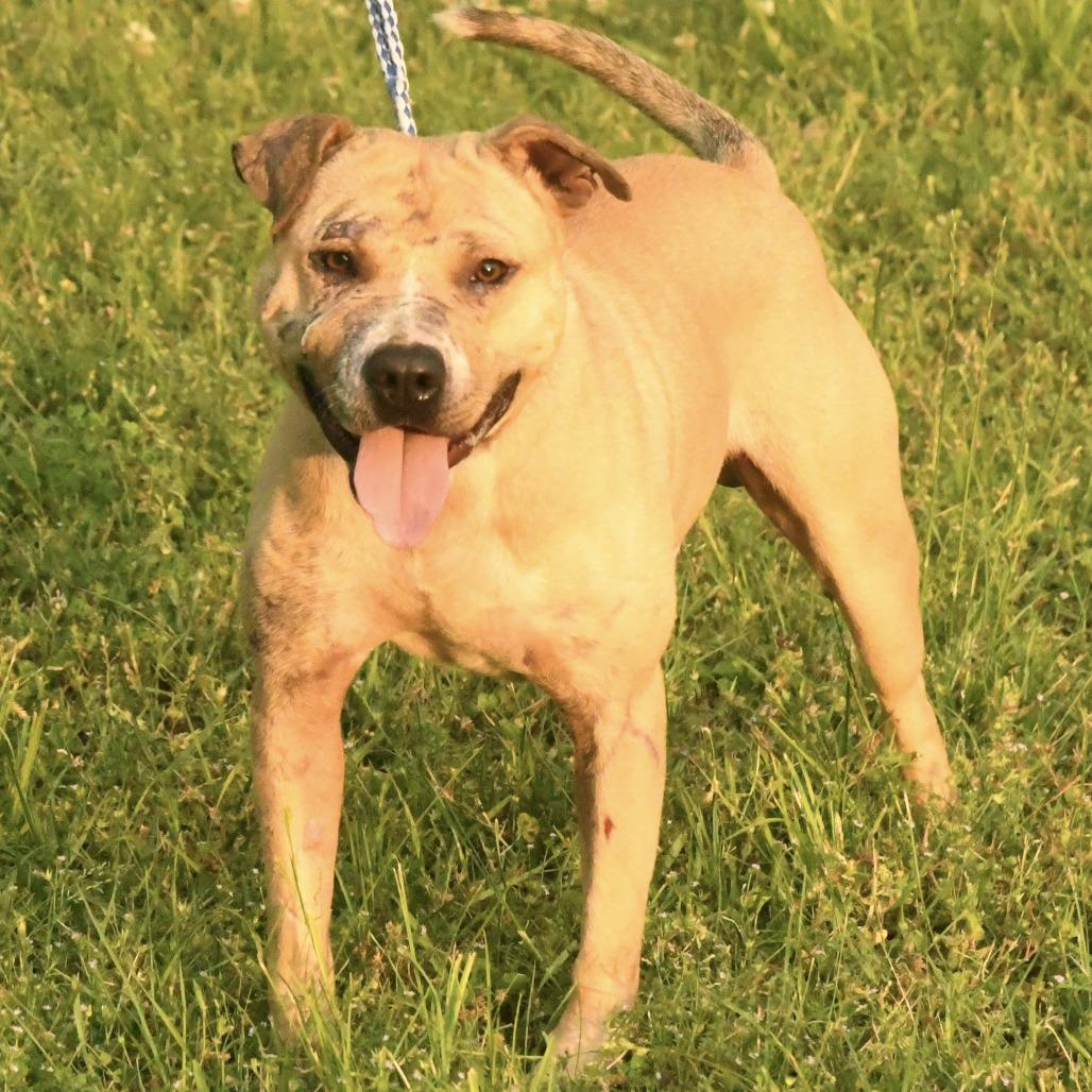 Enlarge Brandon, a Adoptable mixed breed in Natchez, MS image 2/3