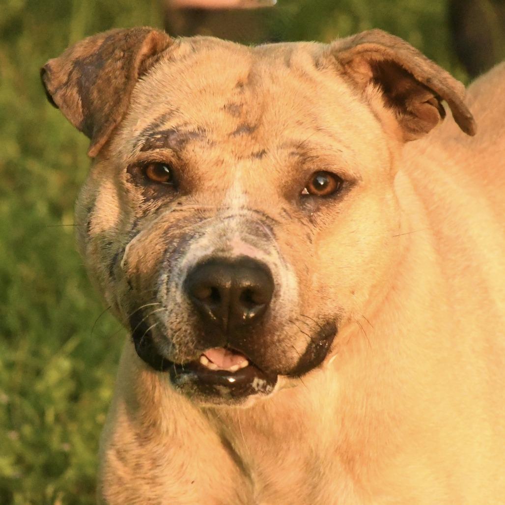 Enlarge Brandon, a Adoptable mixed breed in Natchez, MS image 3/3