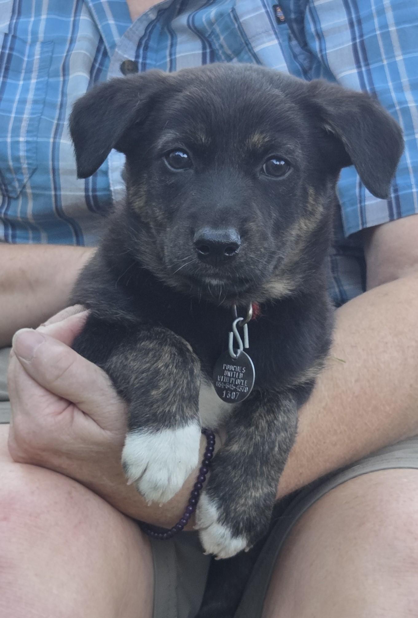 Enlarge Zuma, a Adoptable mixed breed in Saint Paul, MN image 4/5