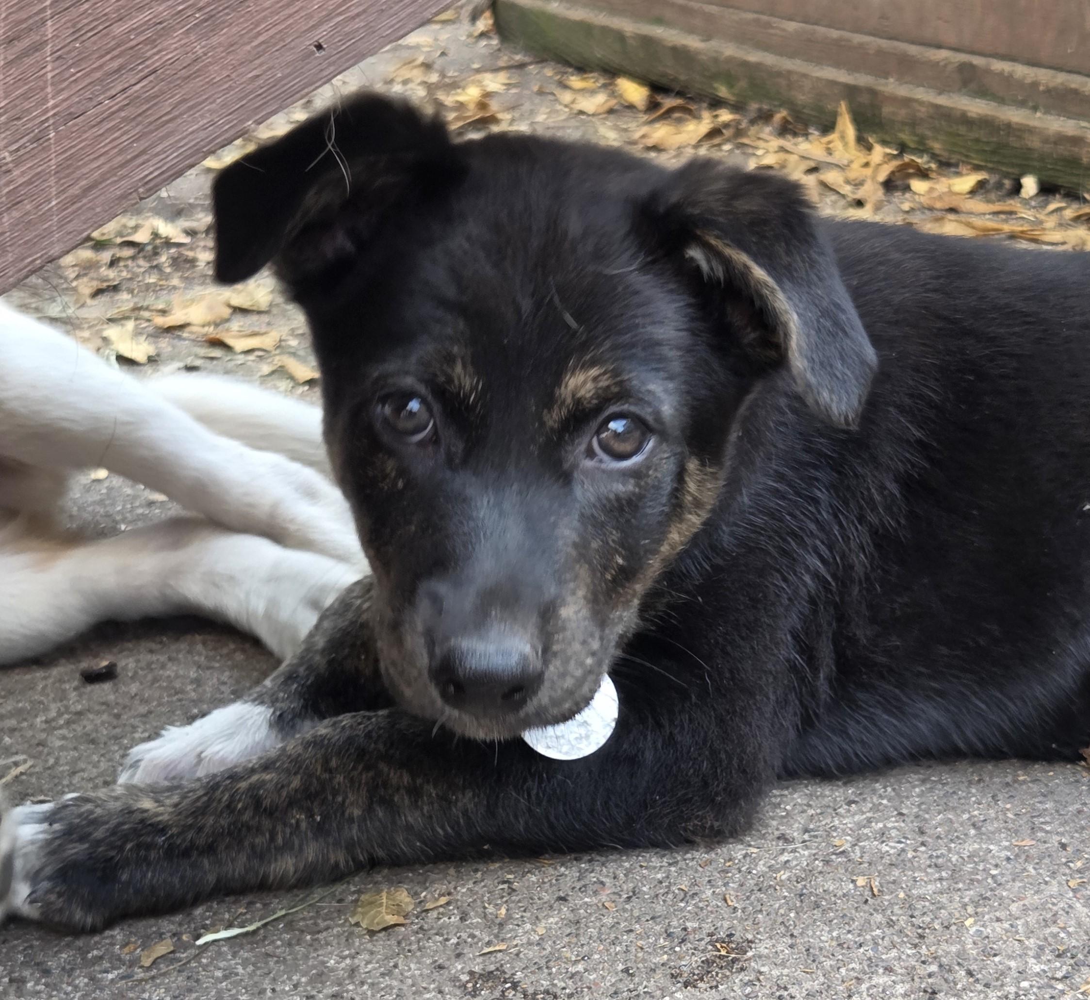 Enlarge Zuma, a Adoptable mixed breed in Saint Paul, MN image 3/5
