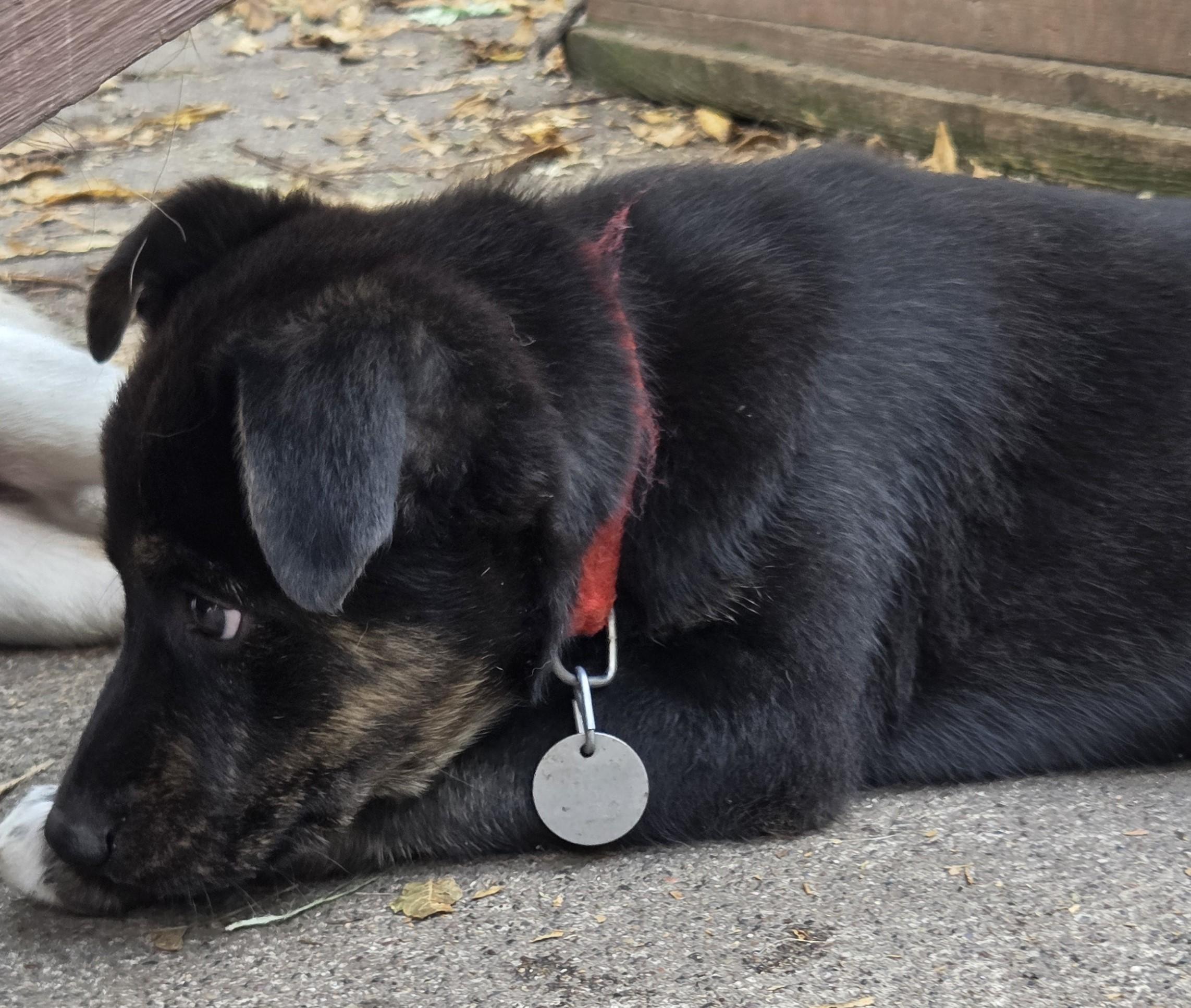Enlarge Zuma, a Adoptable mixed breed in Saint Paul, MN image 2/5