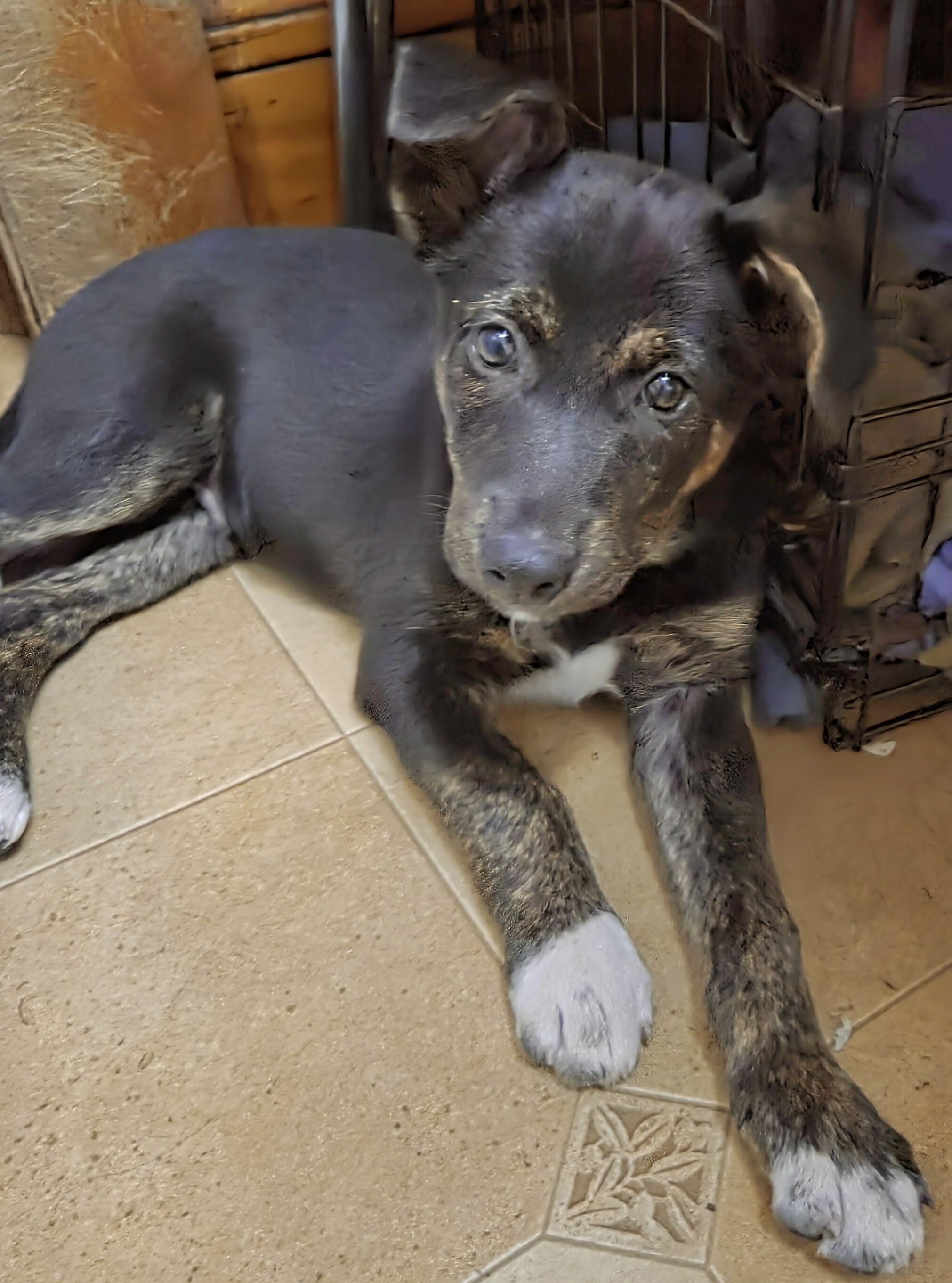 Zuma, Adoptable, Puppy Male German Shepherd Dog & Catahoula Leopard Dog.