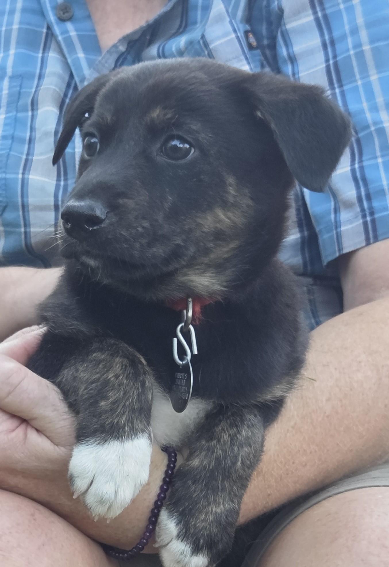 Enlarge Zuma, a Adoptable mixed breed in Saint Paul, MN image 5/5