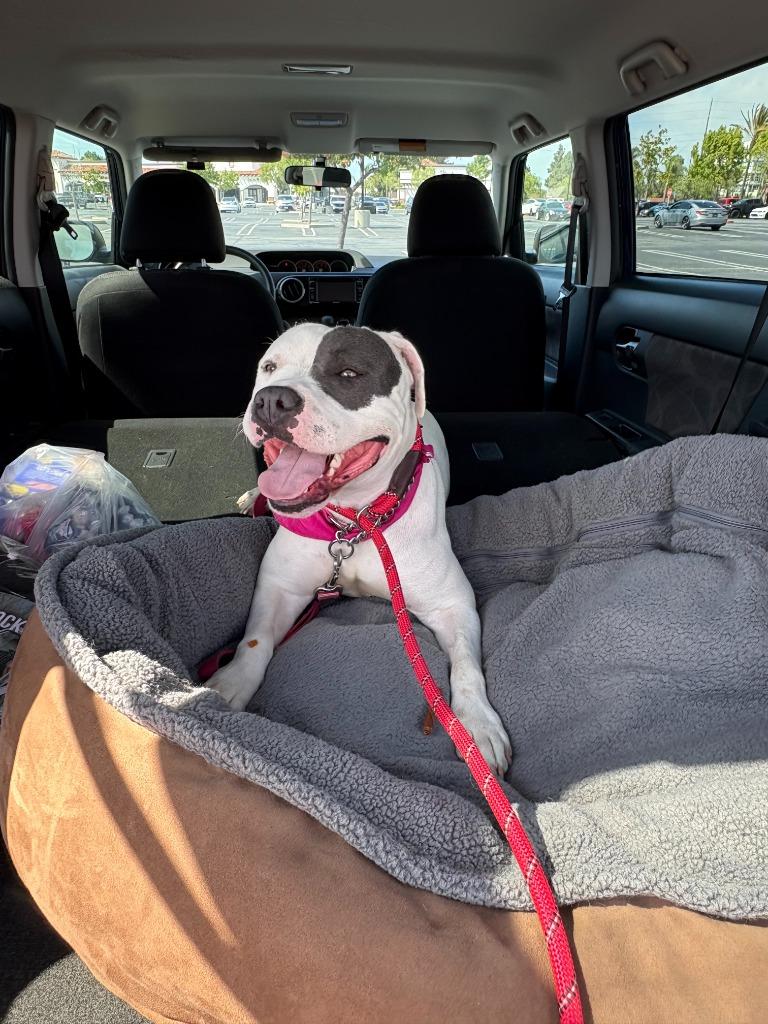 Enlarge Joy Carson, a Adopted mixed breed in San Pedro, CA image 1/1