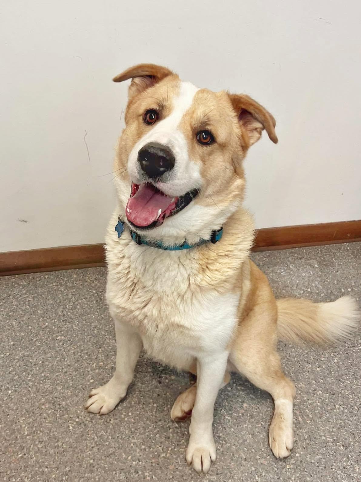 Donuts, ADOPTABLE, Adult Male Husky.