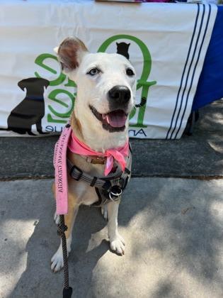 Enlarge Princess Penny, a Adoptable mixed breed in Savannah, GA image 1/3