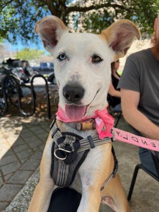 Enlarge Princess Penny, a Adoptable mixed breed in Savannah, GA image 2/3