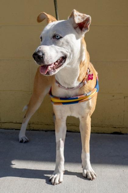 Enlarge Princess Penny, a Adoptable mixed breed in Savannah, GA image 2/3