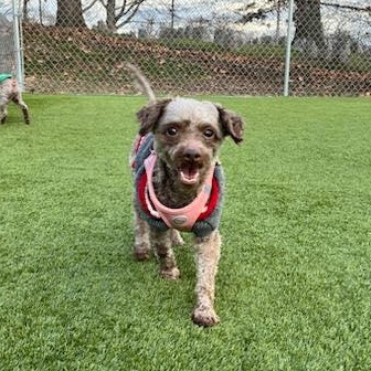 Mellow, adopted, Adult Male Poodle (Toy).