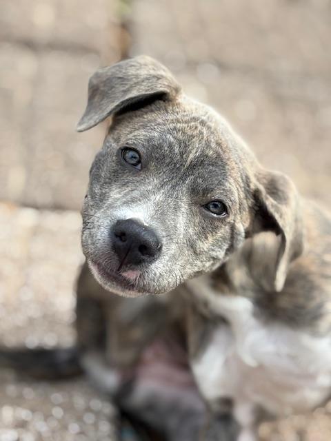 Ella , adopted, Puppy Female Pit Bull Terrier.