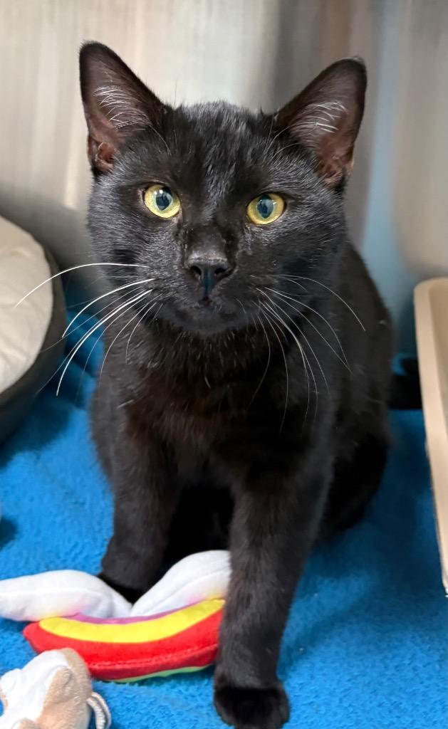 Enlarge Vader, a Adoptable mixed breed in Greeneville, TN image 1/1