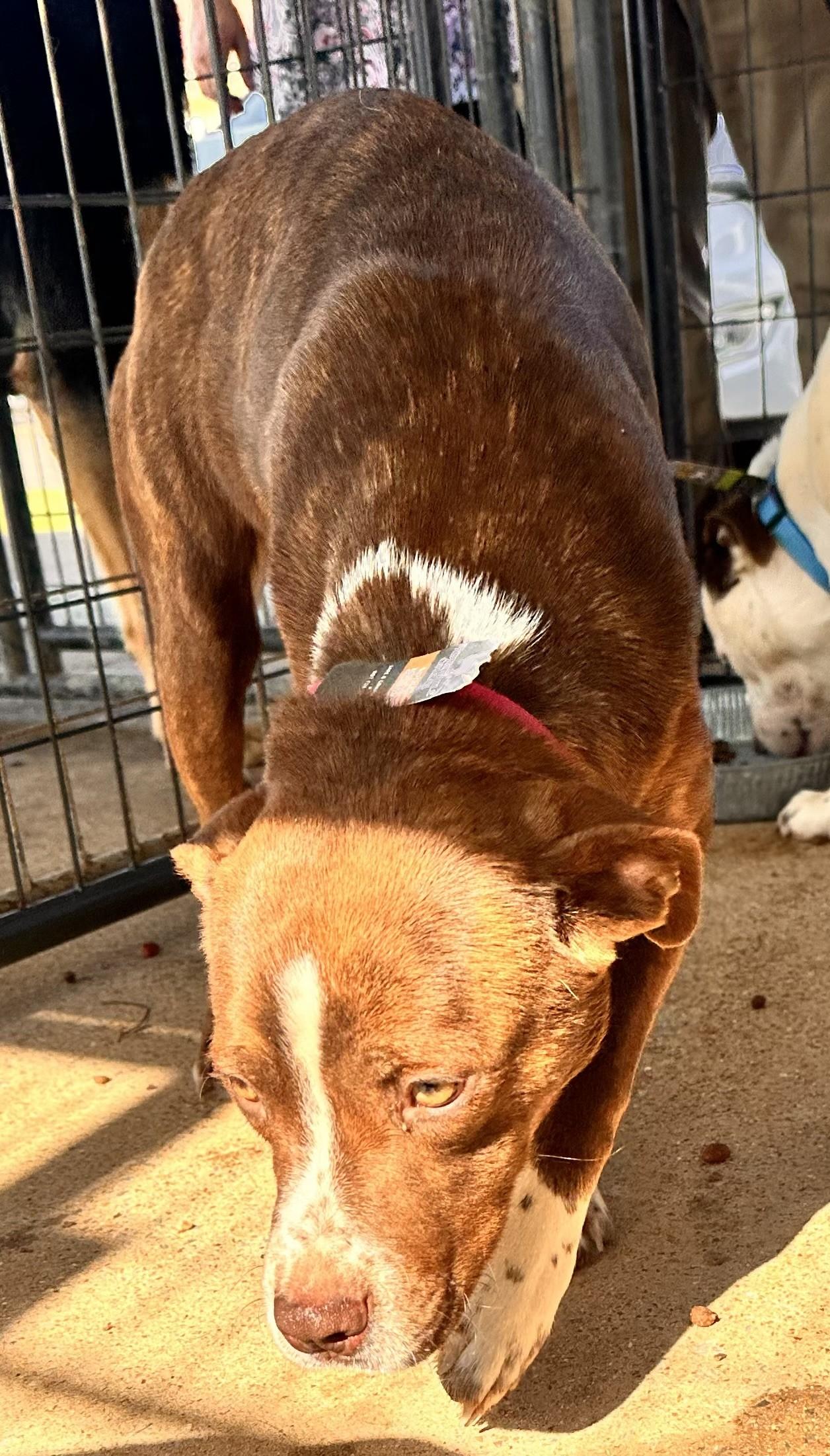 BROWNIE, Adopted, Young Female Pit Bull Terrier.