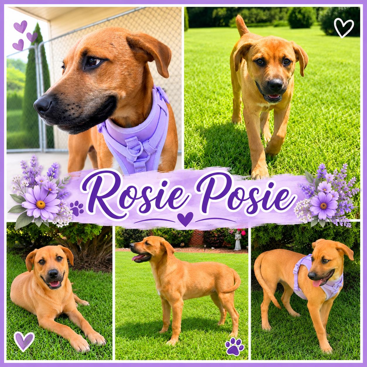 Enlarge Rosie Posie, a Adopted mixed breed in Jackson, TN image 1/1