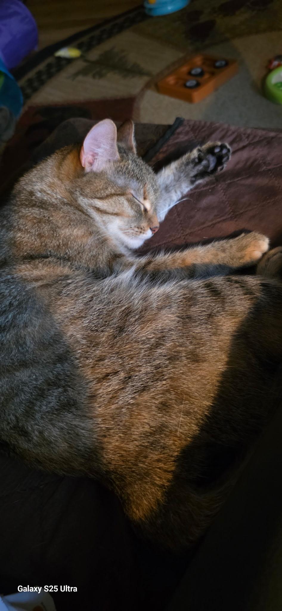 Mocha, Adopted, Adult Female Domestic Short Hair.