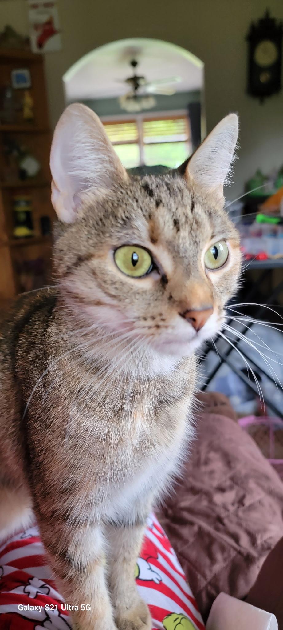 Enlarge Mocha, a Adopted Domestic Short Hair in Blairsville, GA image 2/2