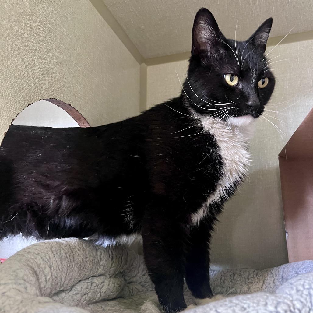 Enlarge Kirby, a Adoptable Domestic Short Hair in Glenwood Springs, CO image 1/6