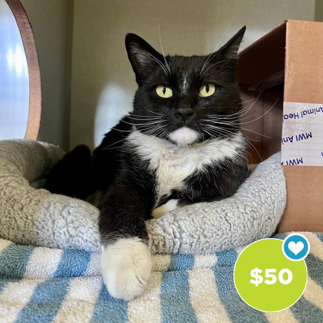 Enlarge Kirby, a Adoptable Domestic Short Hair in Glenwood Springs, CO image 2/6