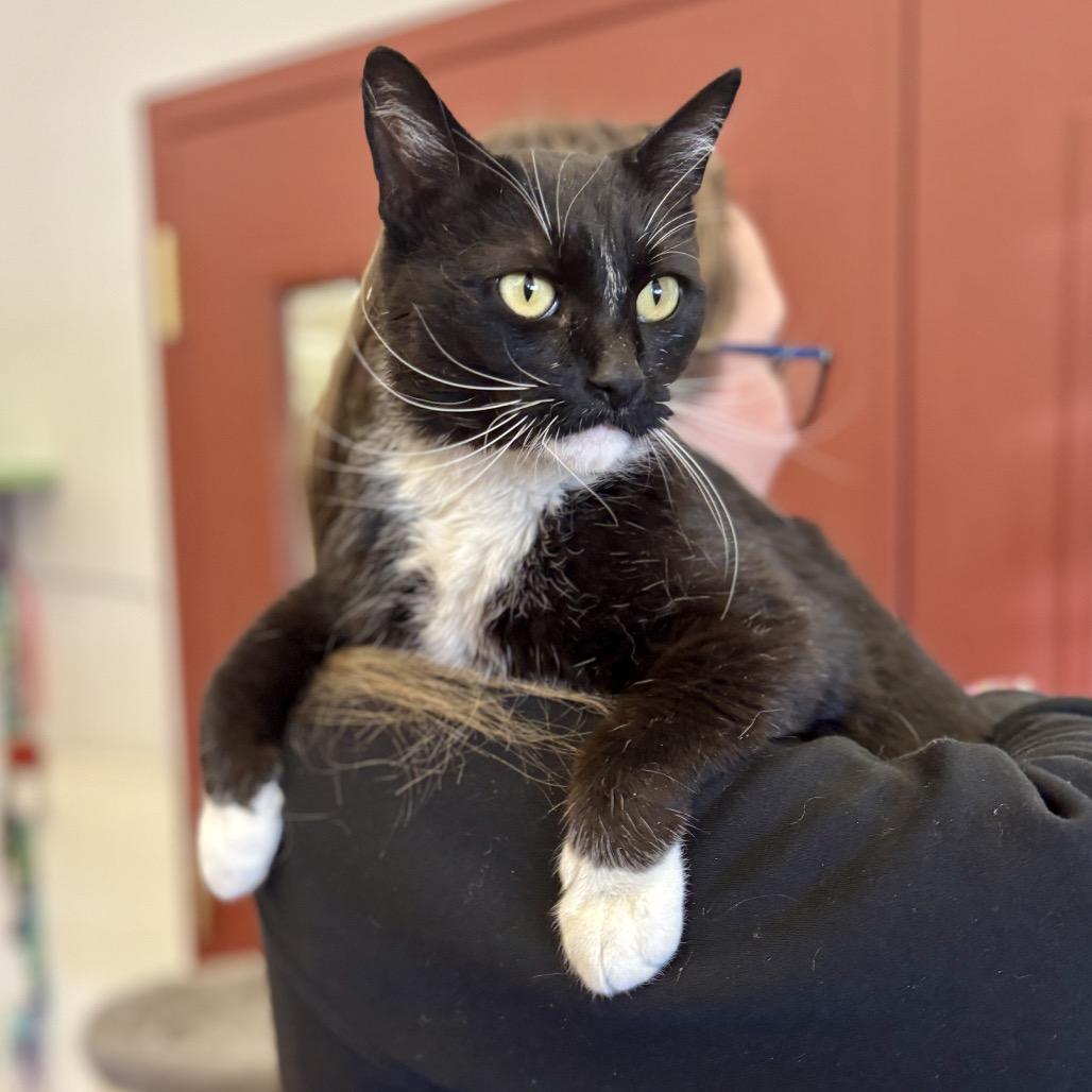 Enlarge Kirby, a Adoptable Domestic Short Hair in Glenwood Springs, CO image 3/6