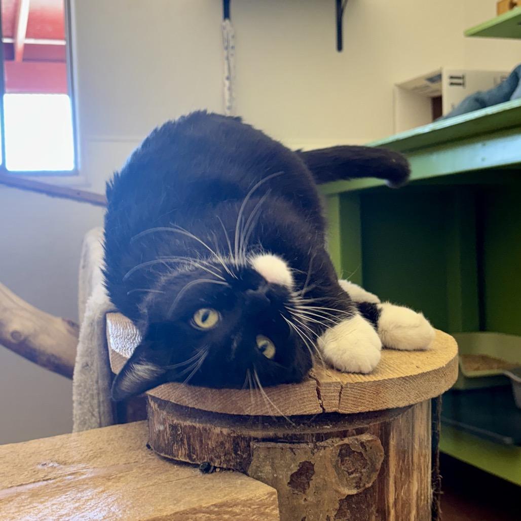 Enlarge Kirby, a Adoptable Domestic Short Hair in Glenwood Springs, CO image 4/6