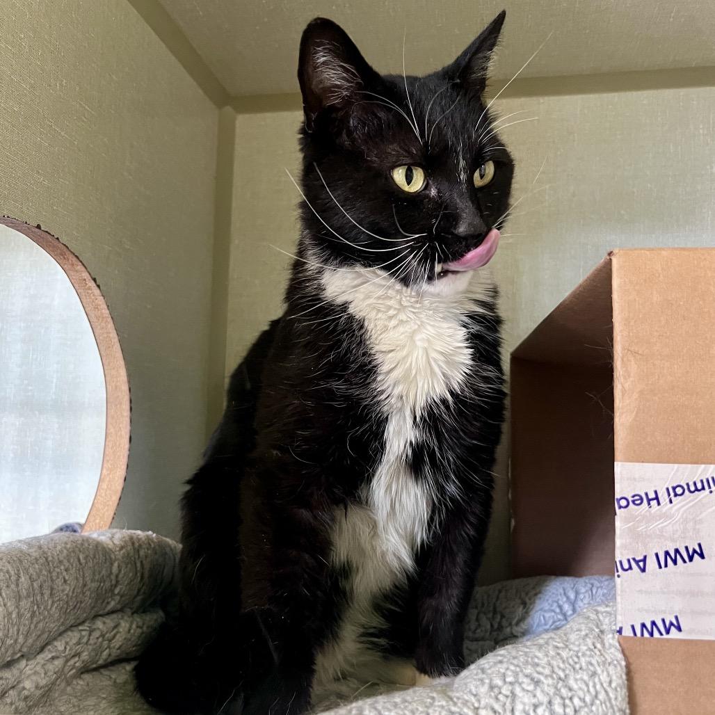Enlarge Kirby, a Adoptable Domestic Short Hair in Glenwood Springs, CO image 5/6