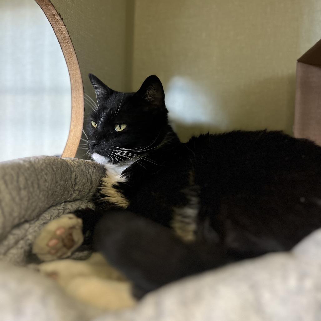 Enlarge Kirby, a Adoptable Domestic Short Hair in Glenwood Springs, CO image 6/6