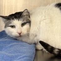 Pandora - sweet gentle girl!, adoptable, Adult Female Domestic Short Hair.