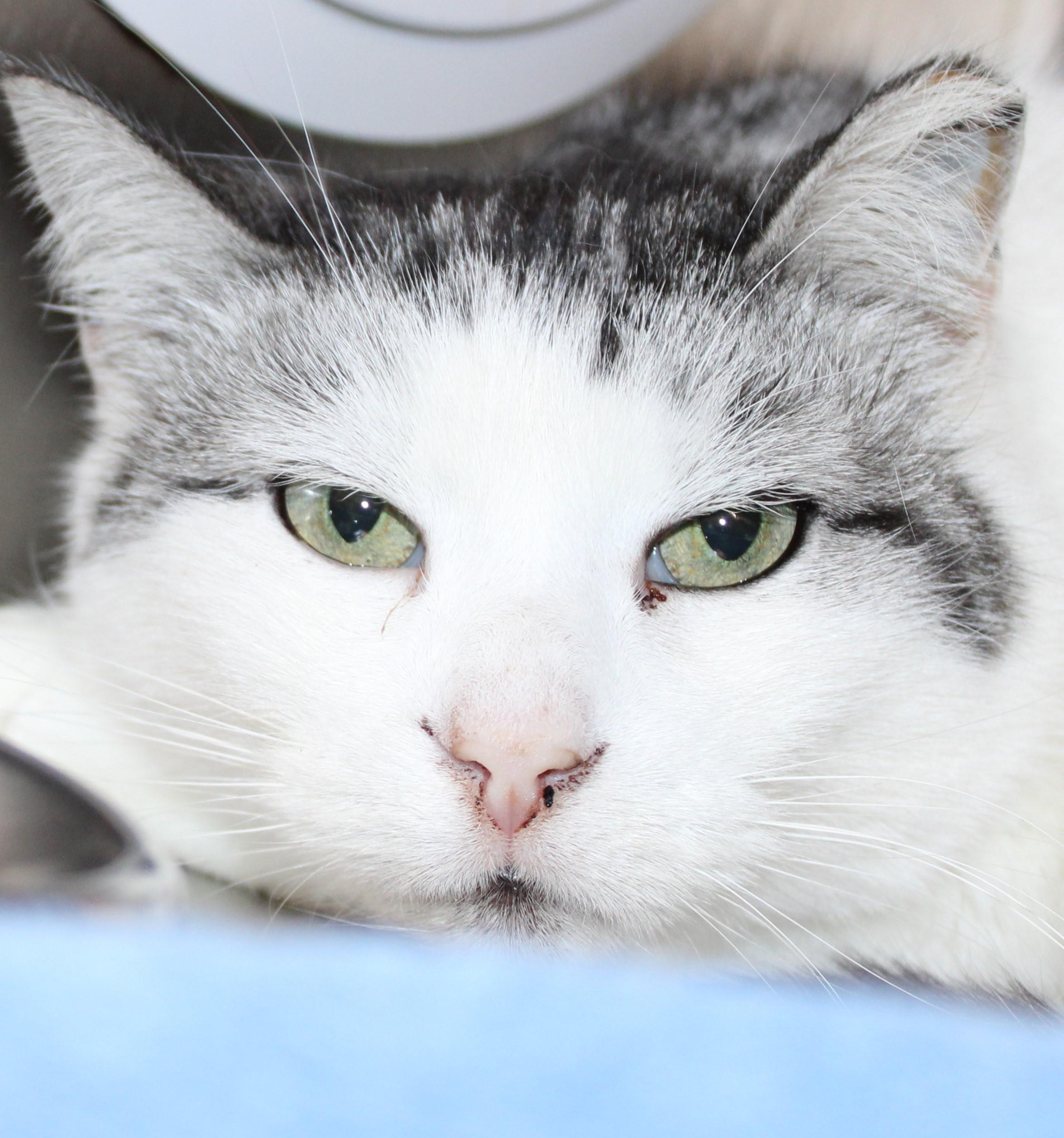 Pandora - sweet gentle girl!, an adoptable Domestic Short Hair in Mississauga, ON image 2/4