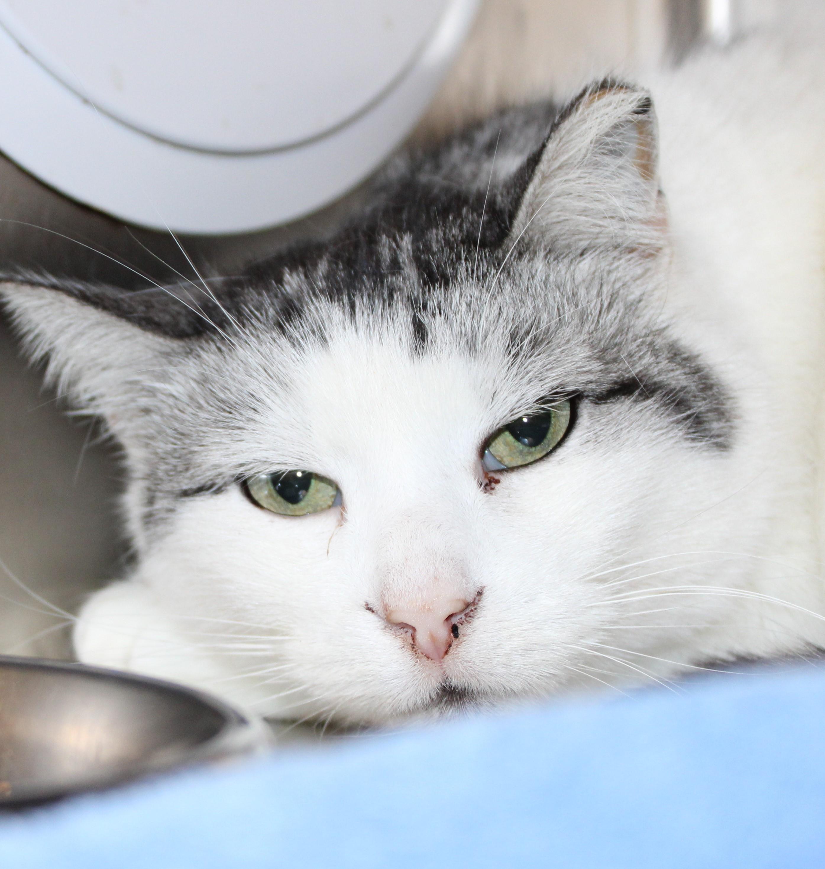 Pandora - sweet gentle girl!, an adoptable Domestic Short Hair in Mississauga, ON image 3/4